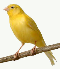 Kanarki